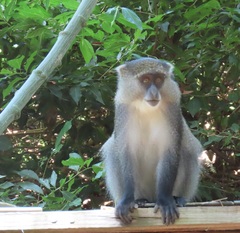 Cercopithecus mitis erythrarchus