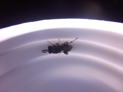 Brachymeria podagrica