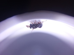 Brachymeria podagrica