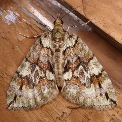 Hydriomena perfracta