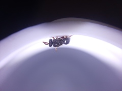 Brachymeria podagrica