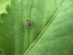 Diptera