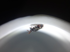 Brachymeria podagrica