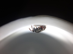 Brachymeria podagrica