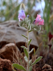 Echium judaeum