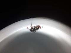 Brachymeria podagrica