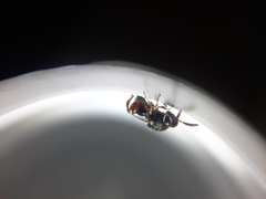 Brachymeria podagrica