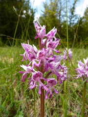 Orchis × beyrichii