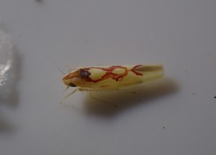 Zygina flammigera