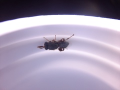 Brachymeria podagrica