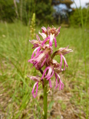 Orchis × bergonii