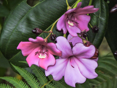 Meriania nobilis