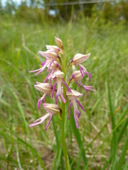Orchis × bergonii