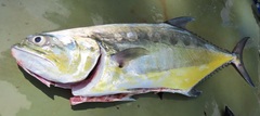Scomberoides commersonnianus
