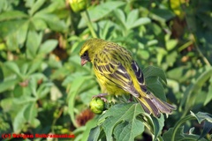 Crithagra citrinelloides