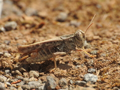 Calliptamus madeirae