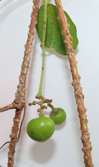 Rhoicissus sessilifolia