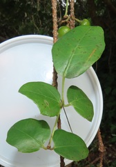 Rhoicissus sessilifolia