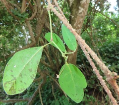 Rhoicissus sessilifolia