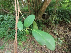 Rhoicissus sessilifolia