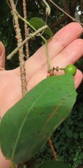 Rhoicissus sessilifolia