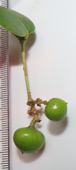 Rhoicissus sessilifolia