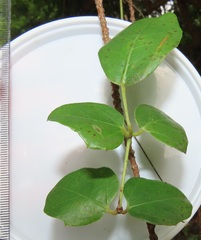 Rhoicissus sessilifolia