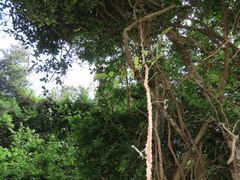 Rhoicissus sessilifolia