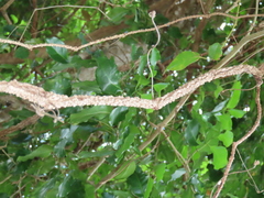 Rhoicissus sessilifolia