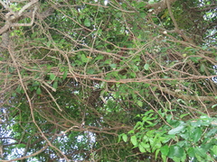 Rhoicissus sessilifolia