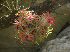 Tillandsia ionantha