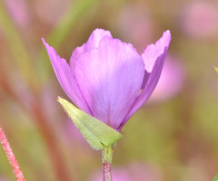 Clarkia gracilis gracilis