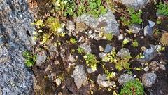 Mononeuria groenlandica