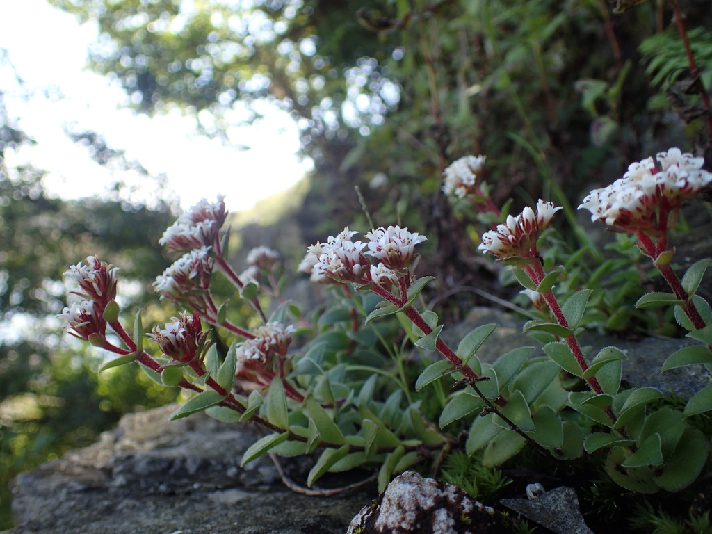 Crassula obovata