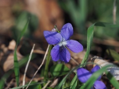 Viola × bavarica