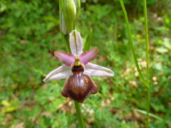 Ophrys sphegodes aveyronensis