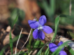Viola × bavarica