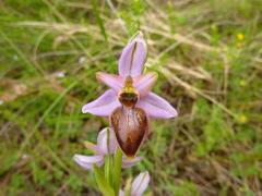 Ophrys sphegodes aveyronensis