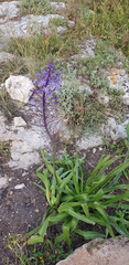 Scilla hyacinthoides