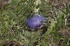 Cynara tournefortii