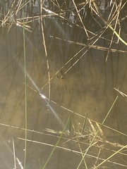 Poecilia latipinna