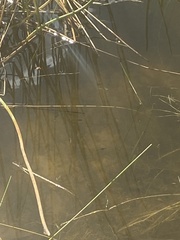 Poecilia latipinna