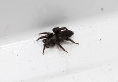 Drassyllus praeficus