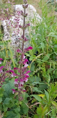 Salvia hierosolymitana