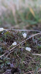 Anemonoides nemorosa