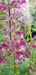 Salvia hierosolymitana