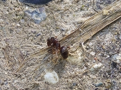 Lasius