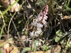 Tiarella wherryi