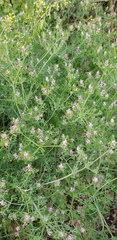 Fumaria densiflora