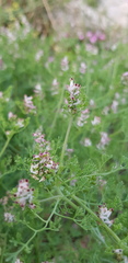 Fumaria densiflora
